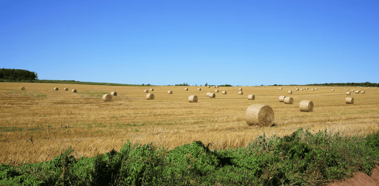 Green rolling farmland of Prince Edward Island in summer